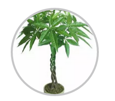 綠植搭配也有講究！